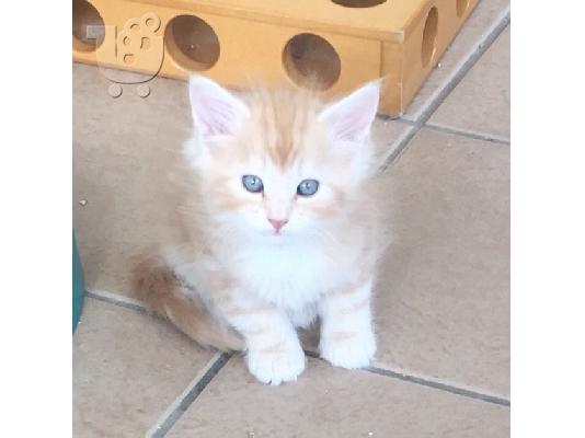 Norwegian Forest X Ragdoll γατάκια